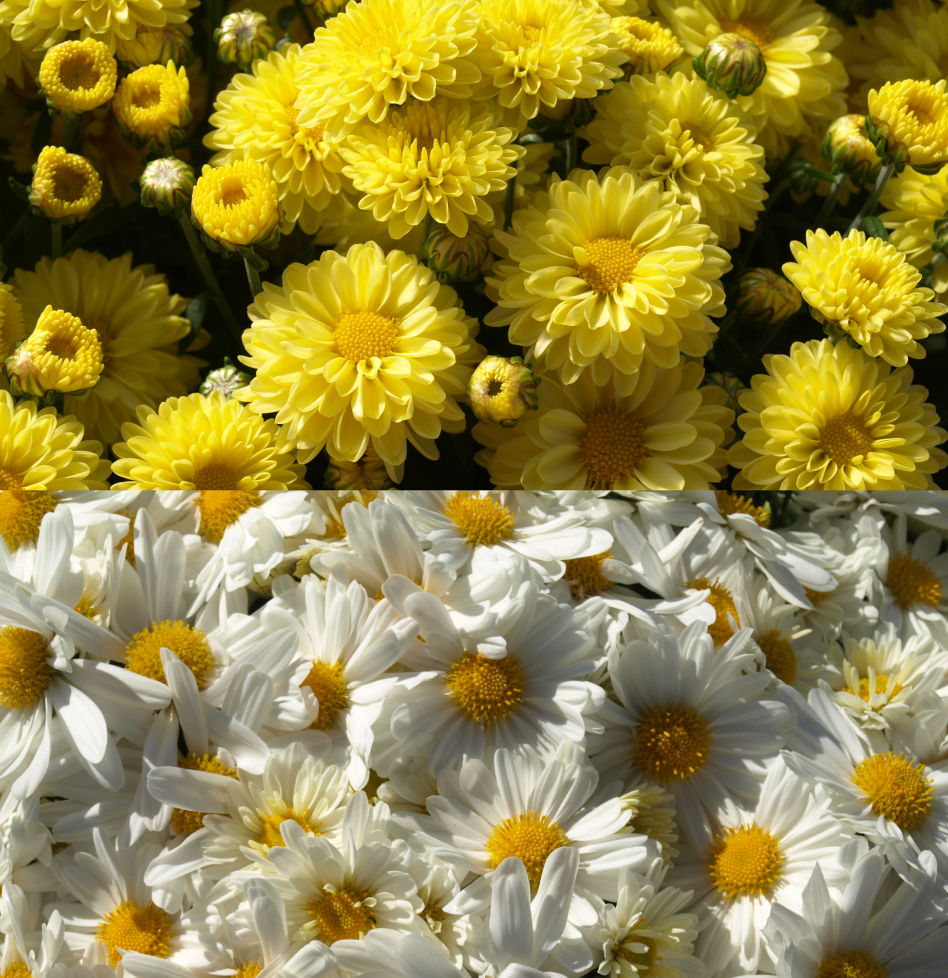 Honey Honey bee 蜜蜜Bee Chrysanthemum Honey