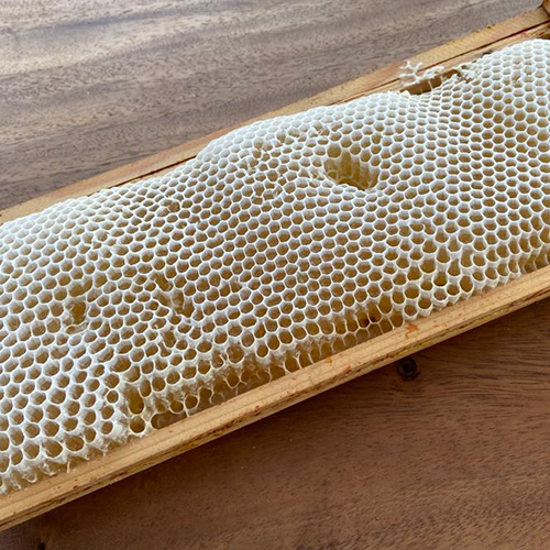 100% HONEYCOMB honey 純正蜂巢蜜